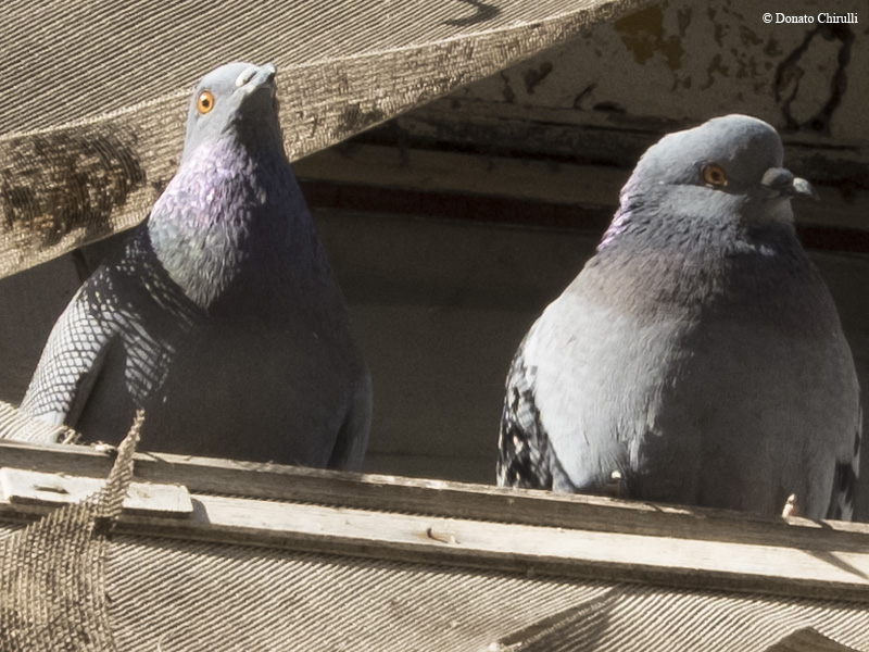 Pidgeon Raw Crop 100