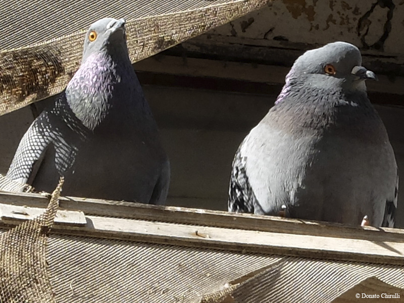 Pidgeon Jpeg OOC Crop 100